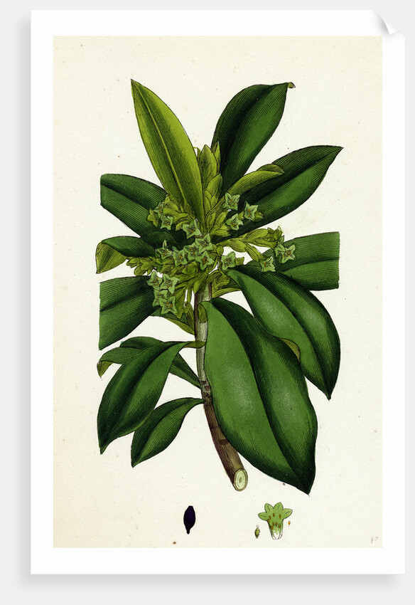 Daphne Laureola Spurge Laurel by Anonymous