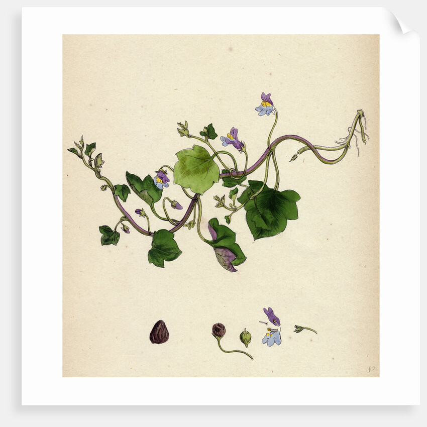 Linaria Cymbalaria Ivy-Leaved Toadflax by Anonymous