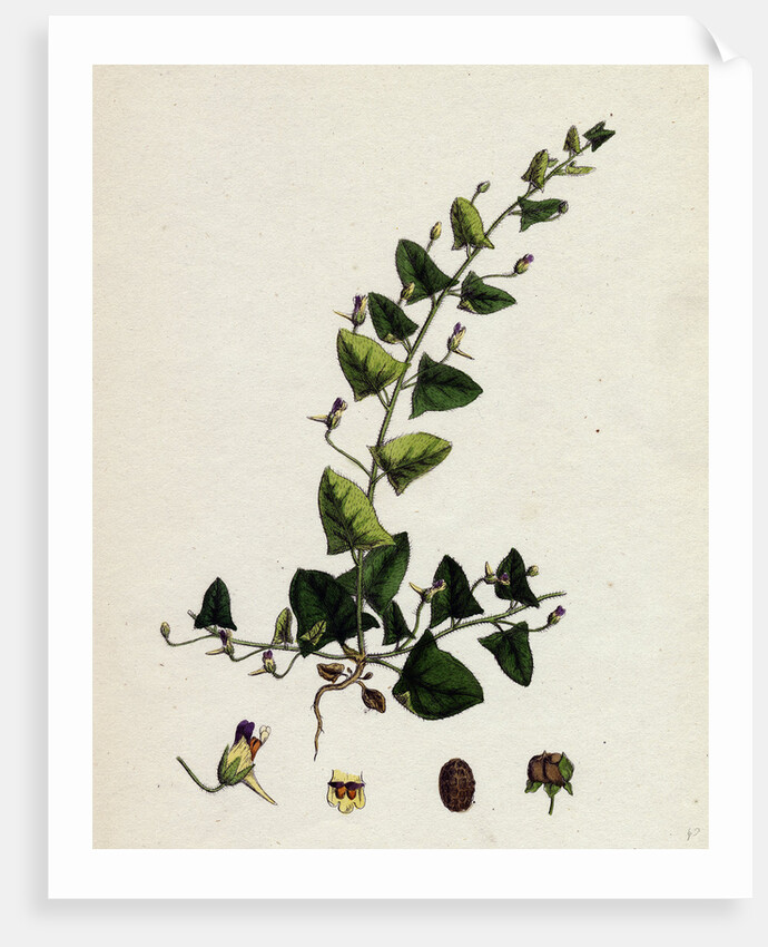 Linaria Elatine Sharp-Leaved Fluellin by Anonymous