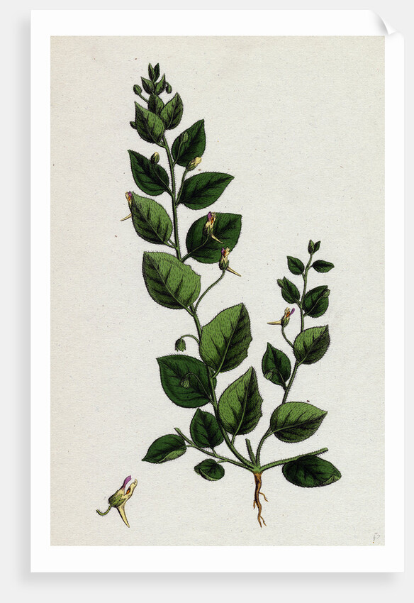 Linaria Spuria Round-Leaved Fuellin by Anonymous