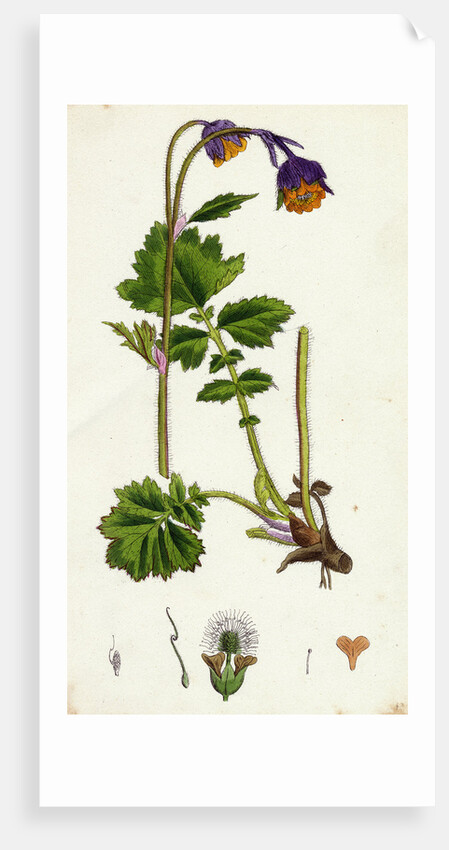 Geum Rivale Water Avens by Anonymous