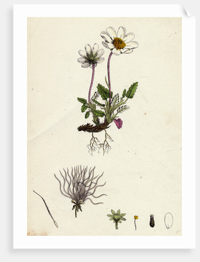 Dryas Octopetala Mountain Avens by Anonymous