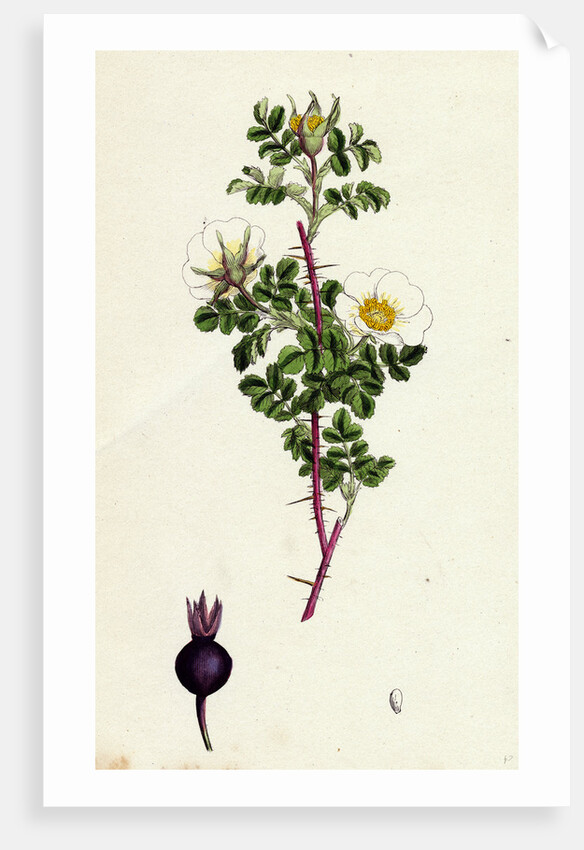 Rosa Spinosissima Common Burnet-Rose by Anonymous