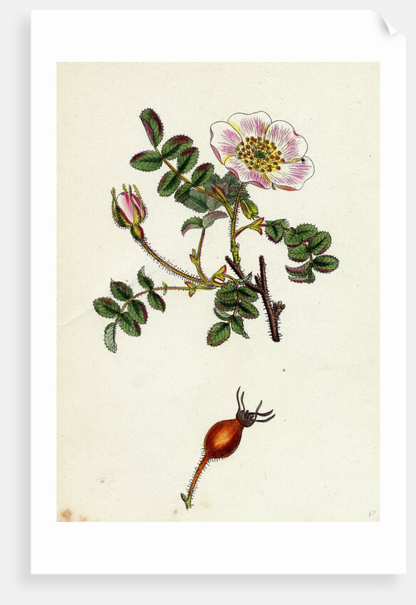 Rosa Rubella Red Fruited Burnet-Rose by Anonymous