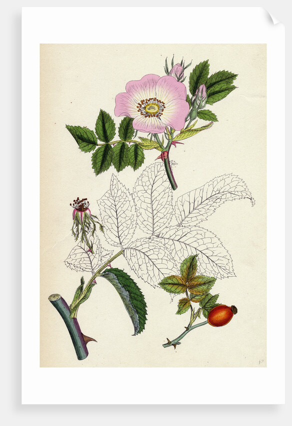 Rosa Canina Common Dog-Rose by Anonymous