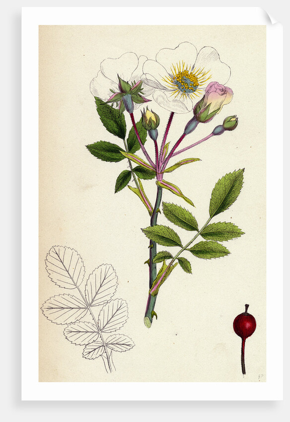 Rosa Arvensis White-Flowered Trailing Rose by Anonymous