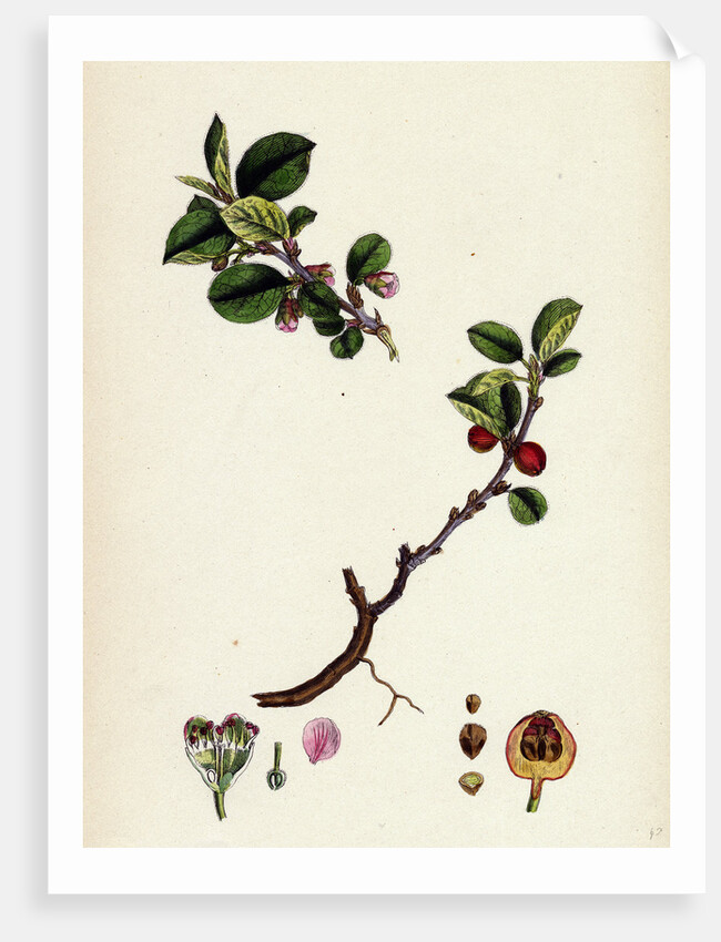 Cotoneaster Vulgaris Common Cotoneaster by Anonymous