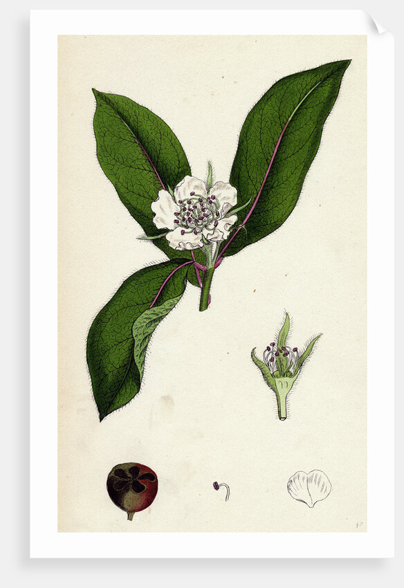 Mespilus Germanica Wild Medlar by Anonymous