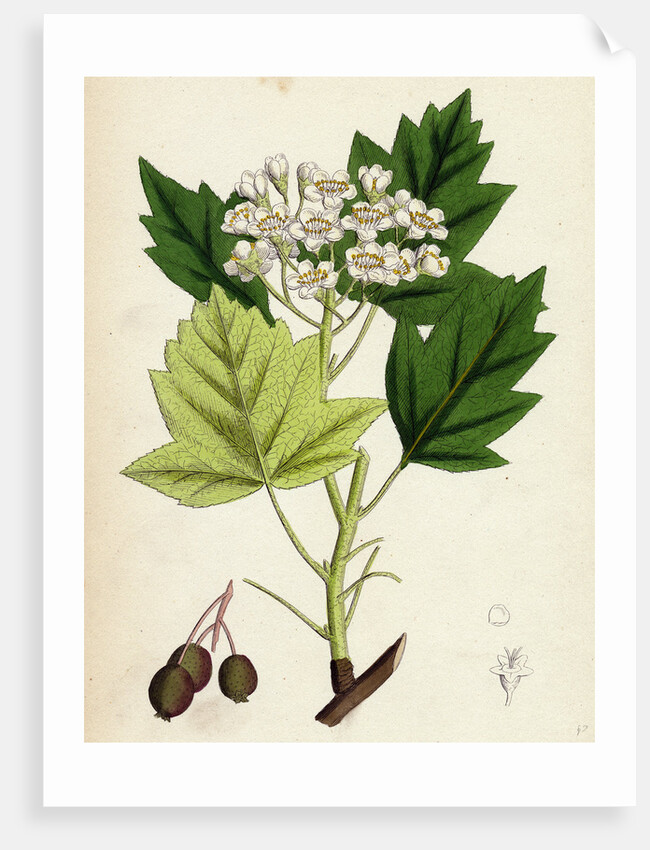 Pyrus Torminalis Wild Service-Tree by Anonymous