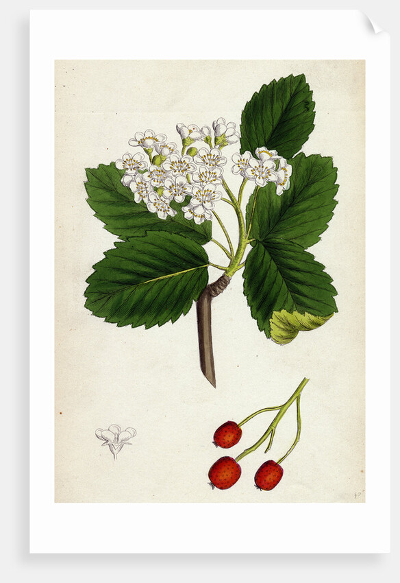 Pyrus Eu-Aria Common White-Beam by Anonymous