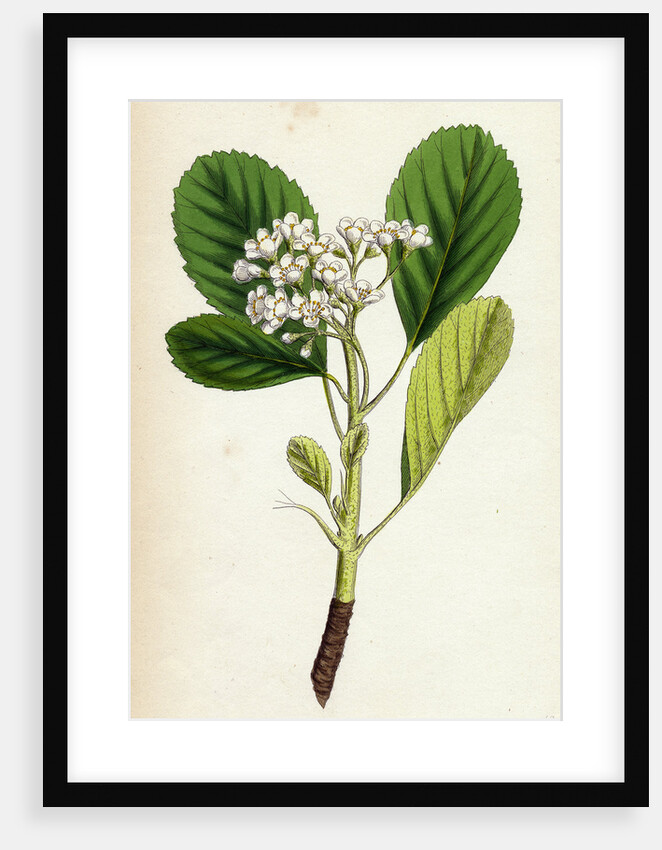 Pyrus Rupicola Rock White-Beam by Anonymous