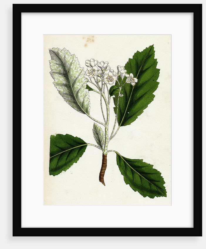 Pyrus Scandica Lobed-Leaved White-Beam by Anonymous