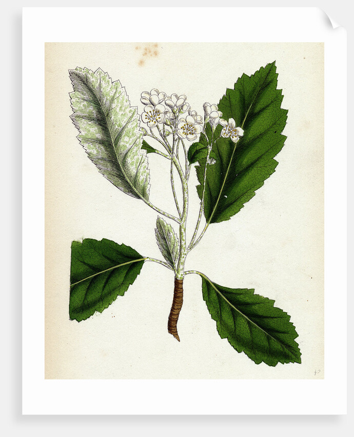 Pyrus Scandica Lobed-Leaved White-Beam by Anonymous