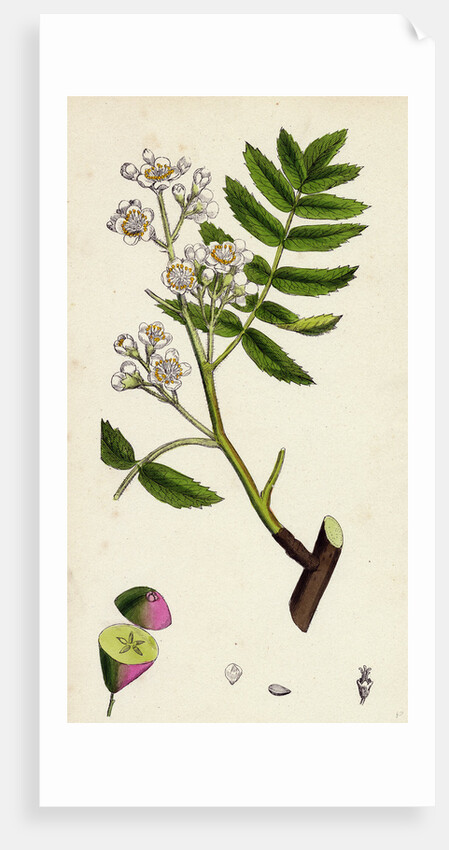 Pyrus Domestica Service-Tree by Anonymous