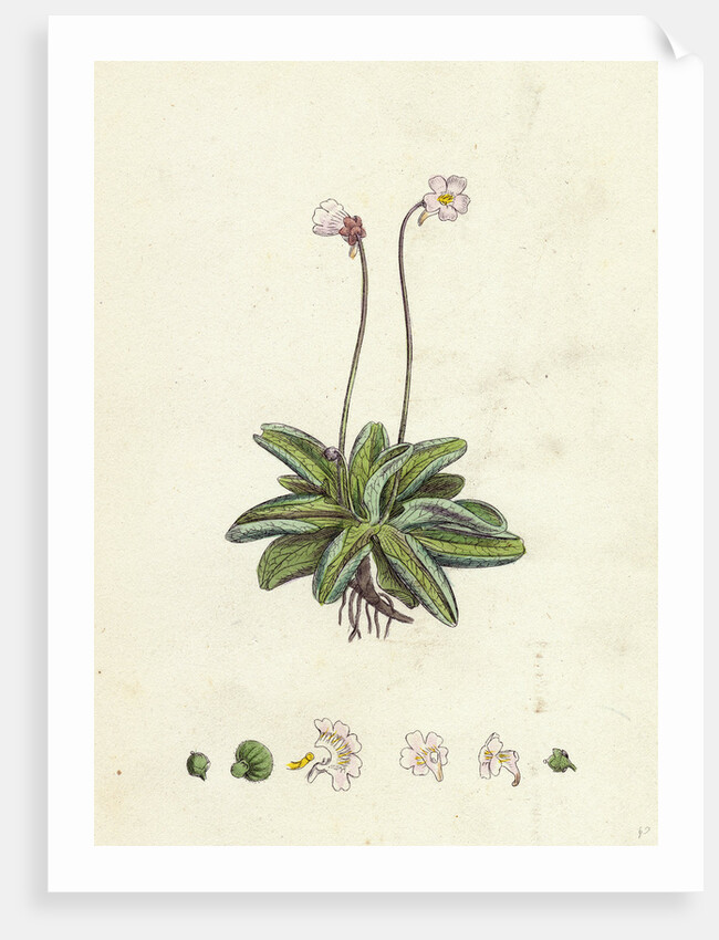 Pinguicula Lusitanica Pale Butterwort by Anonymous