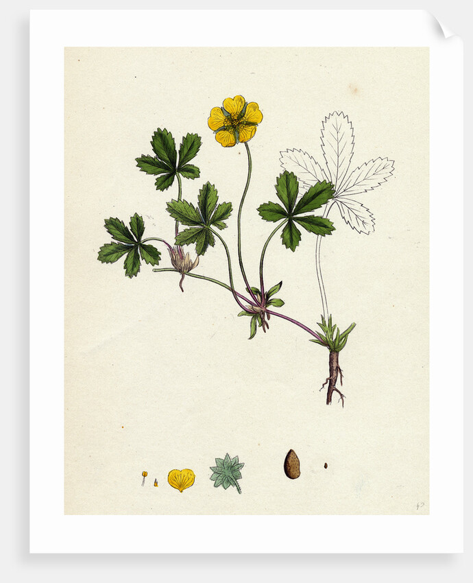 Potentilla Reptans Creeping Cinquefoil by Anonymous