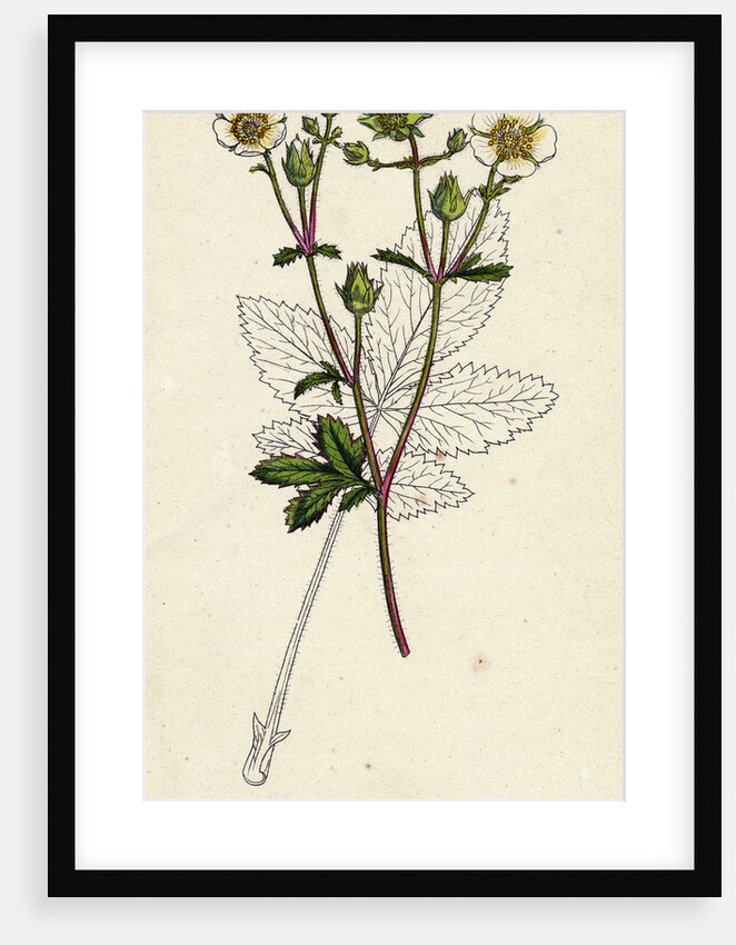 Potentilla Rupestris Strawberry-Flowered Cinquefoil by Anonymous