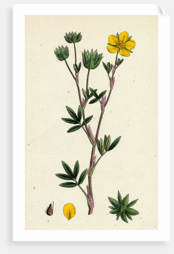Potentilla Fruticosa Shrubby Cinquefoil by Anonymous