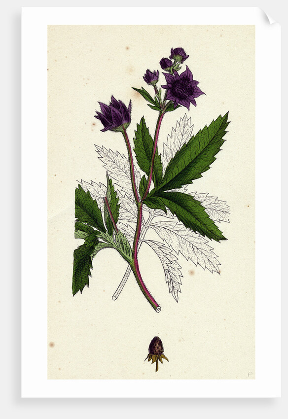 Potentilla Comarum Marsh Cinquefoil by Anonymous