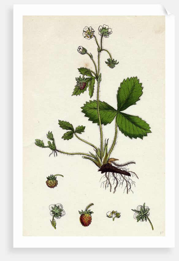 Fragaria Vesca Wild Strawberry by Anonymous