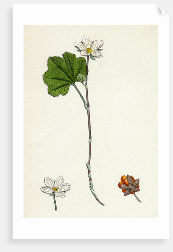 Rubus Chamaemorus Cloudberry by Anonymous