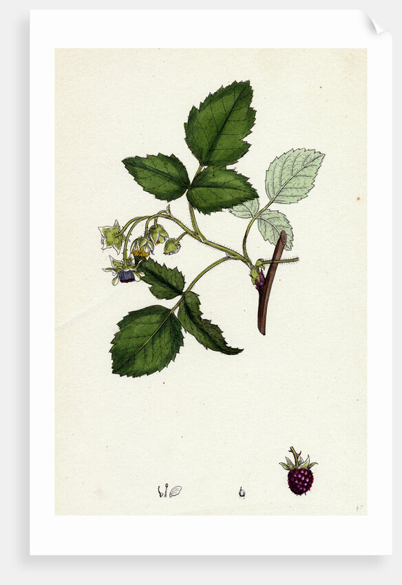 Rubus Idaeus Raspberry by Anonymous