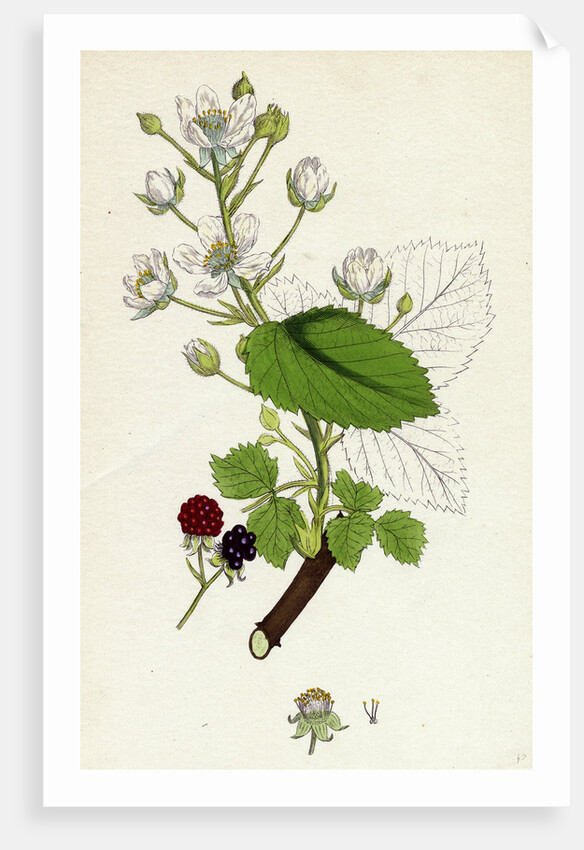 Rubus Suberectus Suberect Bramble by Anonymous