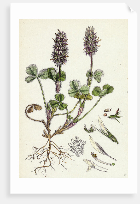 Trifolium Molinerii Balbi's Trefoil by Anonymous