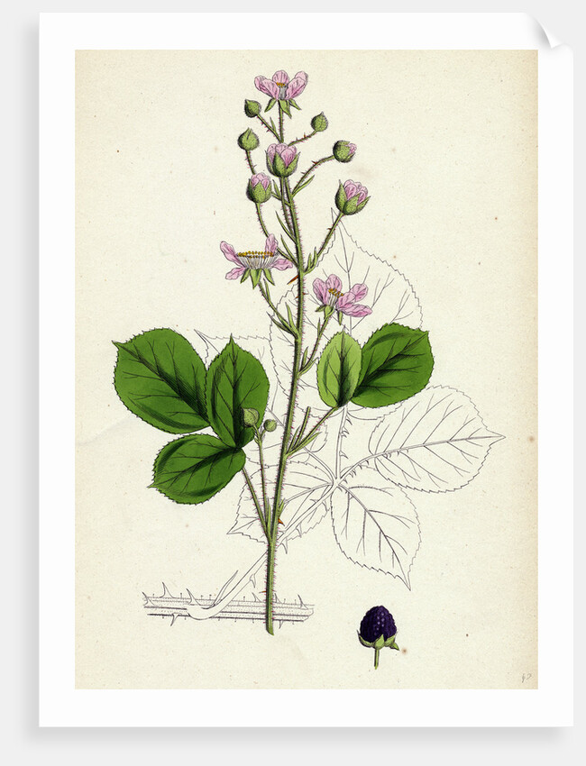 Rubus Mucronulatus Cuspidate-Leaved Bramble by Anonymous