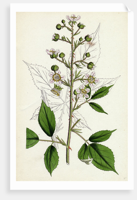 Rubus Radula File-Stemmed Bramble by Anonymous