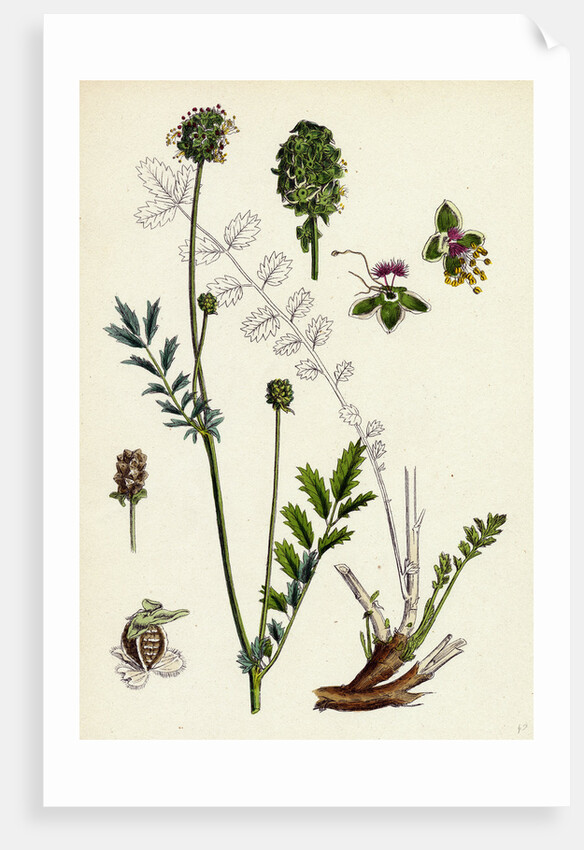 Poterium Muricatum Muricated Salad Burnet by Anonymous