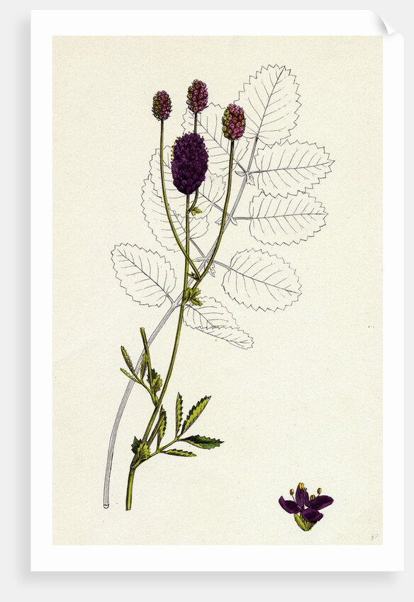 Sanguisorba Officinalis Great Burnet by Anonymous