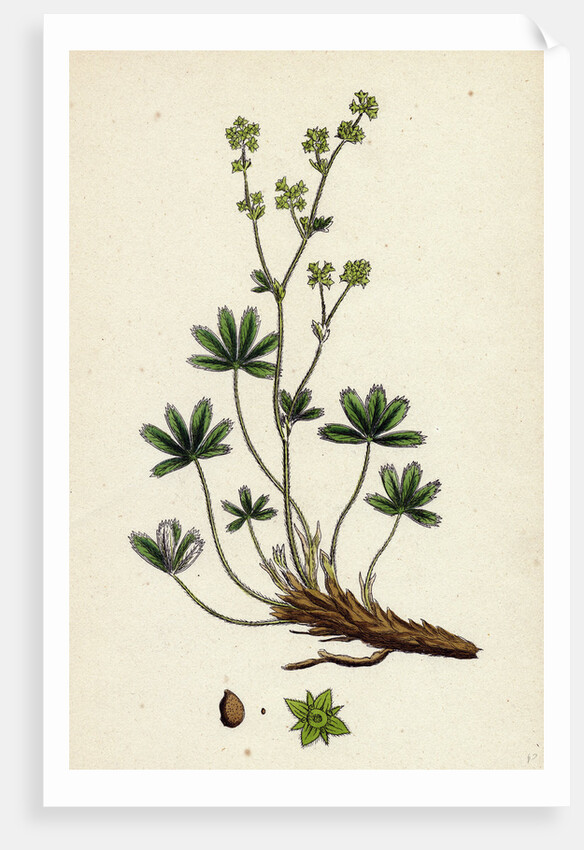 Alchemilla Alpina Alpine Lady's-Mantle by Anonymous