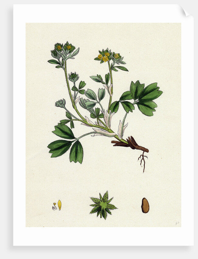 Potentilla Sibbaldia Procumbent Sibbaldia by Anonymous