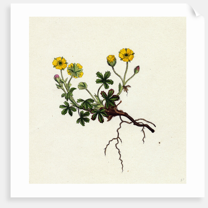 Potentilla Verna Spring Cinquefoil by Anonymous