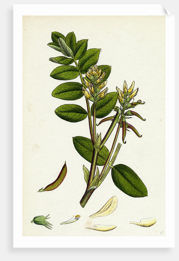 Astragalus Glycyphyllus Sweet Milk-Vetch by Anonymous