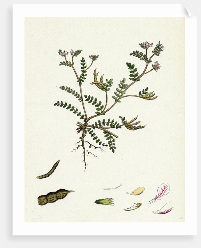 Ornithopus Perpusillus Least Bird's-Foot by Anonymous