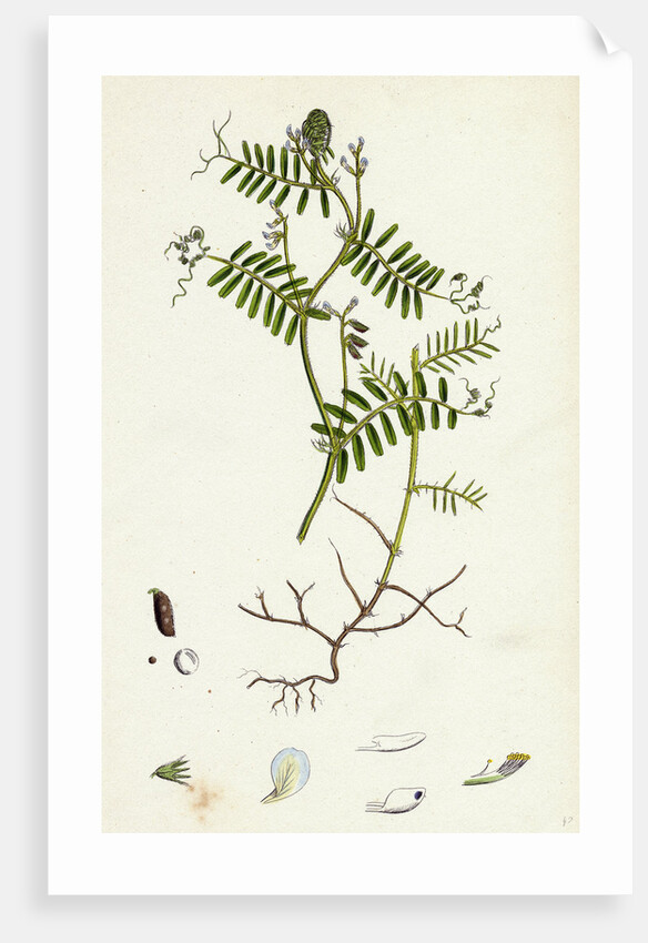 Vicia Hirsuta Hairy Tare by Anonymous