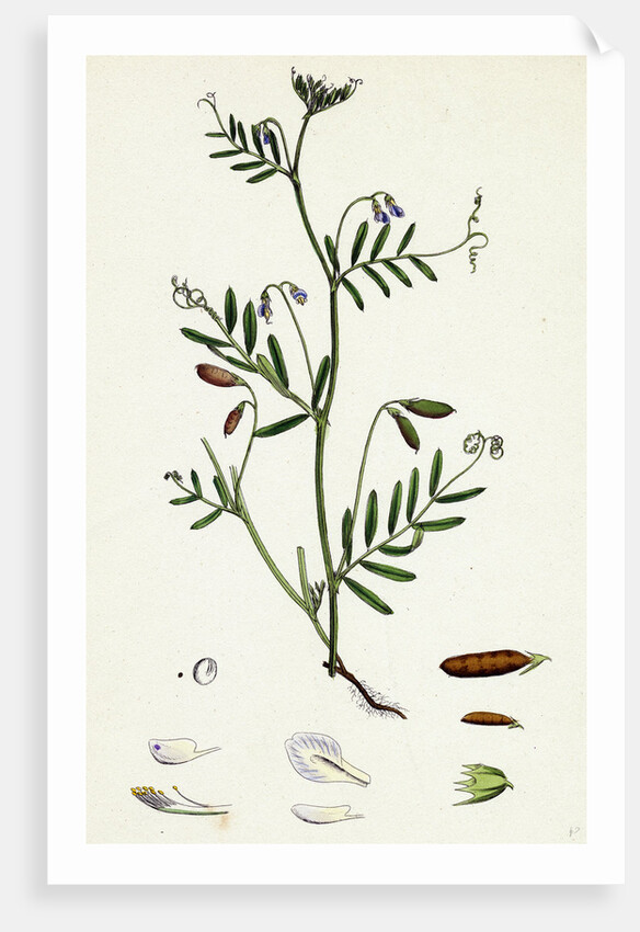 Vicia Tetrasperma Four-Seeded Slender Tare by Anonymous