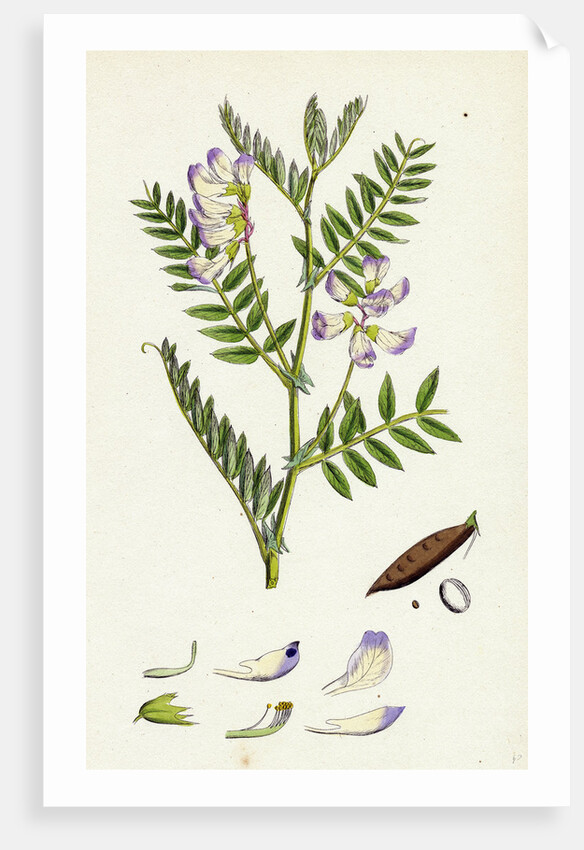 Vicia Orobus Wood Bitter Vetch by Anonymous