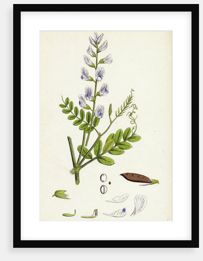 Vicia Sylvatica Wood Vetch by Anonymous
