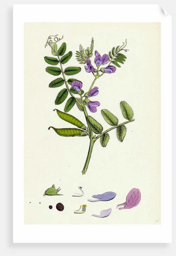Vicia Sepium Bush Vetch by Anonymous
