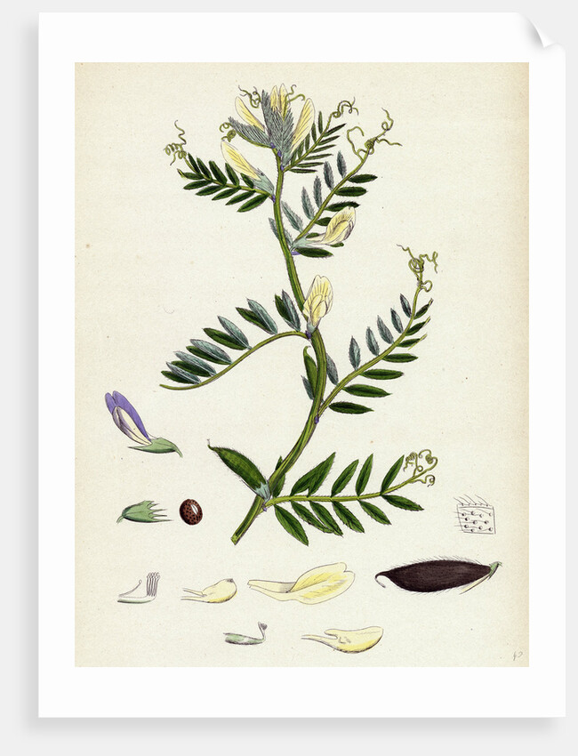 Vicia Eu-Lutea Bush-Podded Yellow Vetch by Anonymous