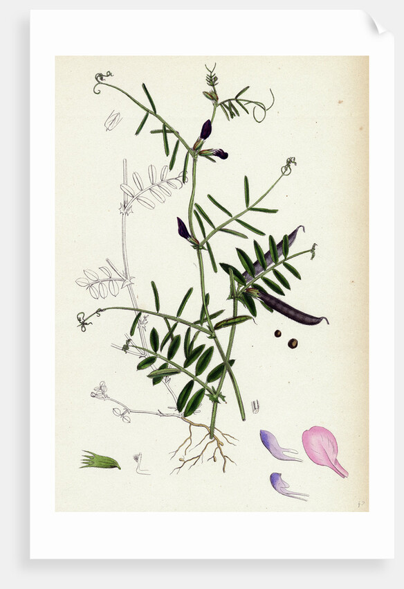 Vicia Angustifolia Var. A Segetalis Common Wild Vetch Var. A. by Anonymous
