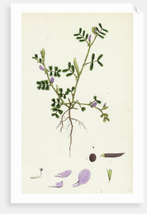 Vicia Lathyroides Spring Vetch by Anonymous