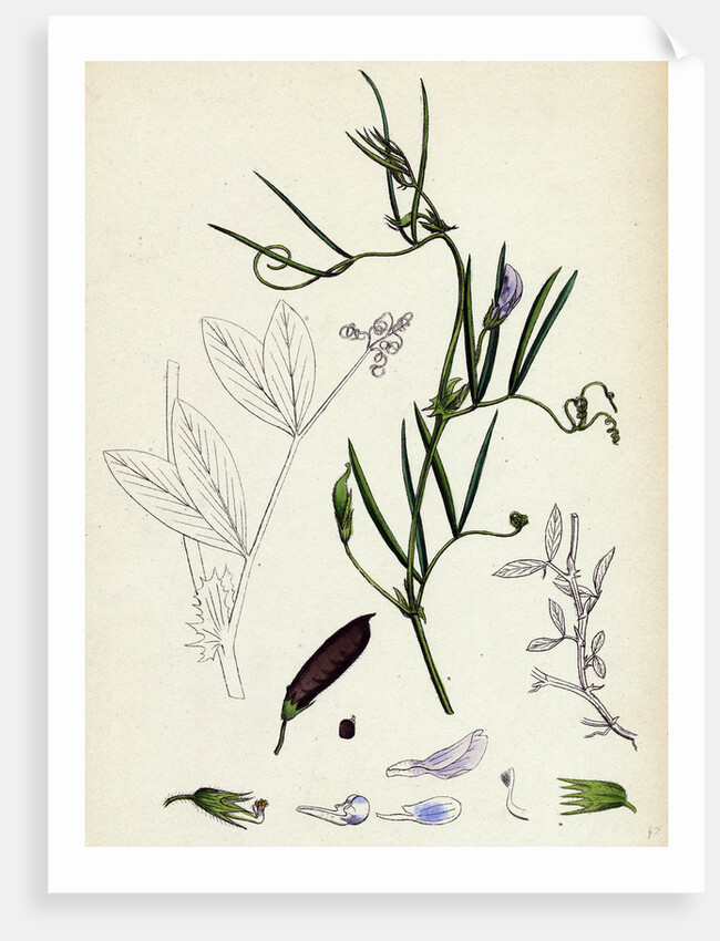 Vicia Bithynica Bithynian Vetch by Anonymous