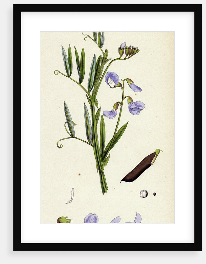 Lathyrus Palustris Marsh Vetchling by Anonymous