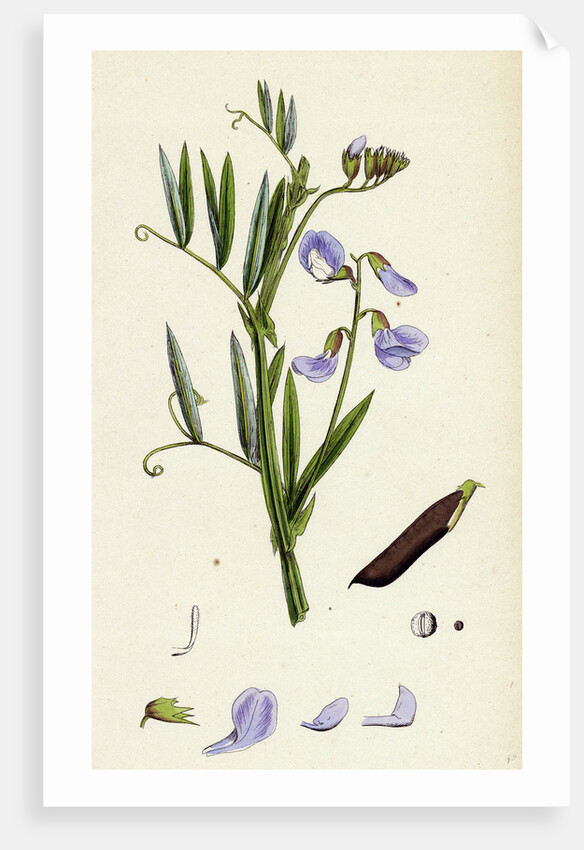 Lathyrus Palustris Marsh Vetchling by Anonymous