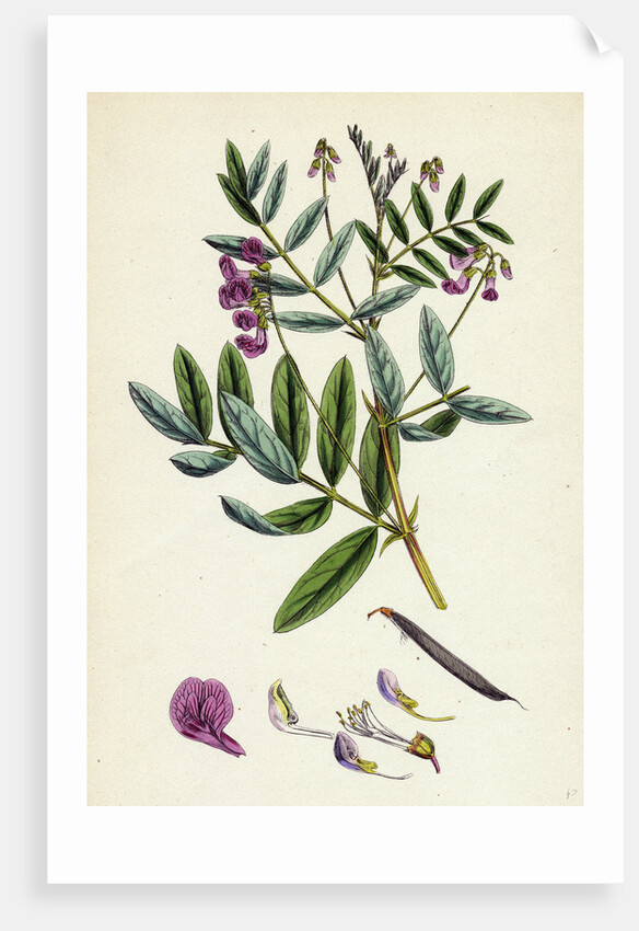 Lathyrus Niger Black Bitter Vetch by Anonymous