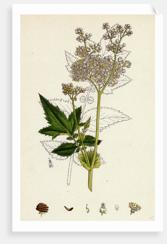 Spiraea Ulmaria Meadow-Sweet by Anonymous